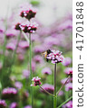 verbena flowers  41701848