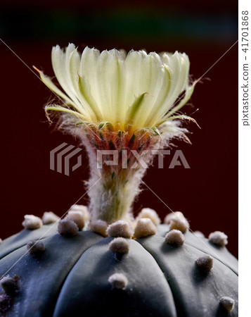 Cactus. Astrophytum Cactus. Astrophytum 41701868