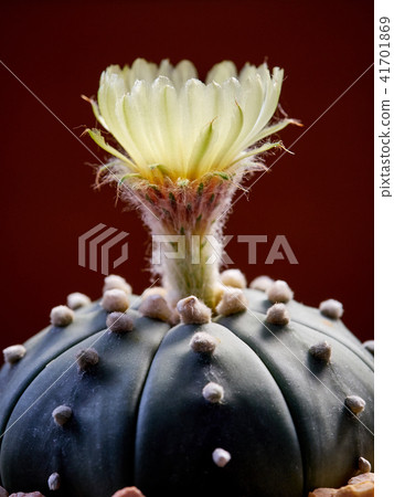 Cactus. Astrophytum Cactus. Astrophytum 41701869