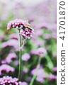 verbena 41701870