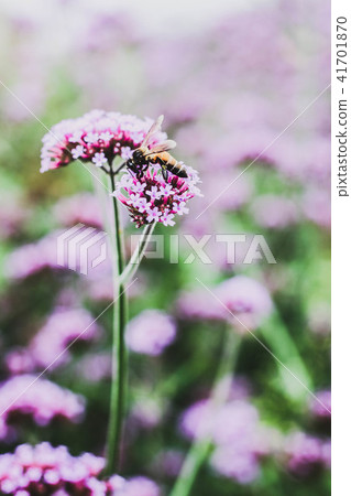 verbena verbena 41701870
