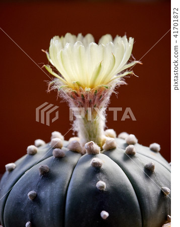 Cactus. Astrophytum Cactus. Astrophytum 41701872