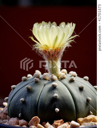 Cactus. Astrophytum Cactus. Astrophytum 41701873