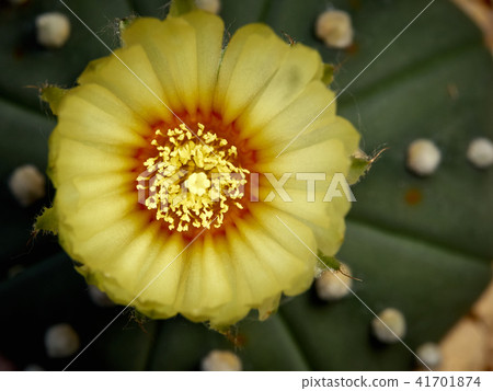 Cactus. Astrophytum Cactus. Astrophytum 41701874