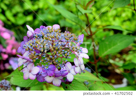 hydrangea hydrangea 41702502