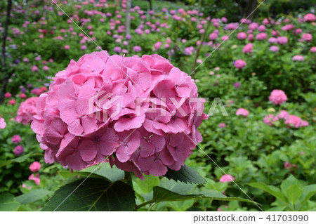 hydrangea   41703090