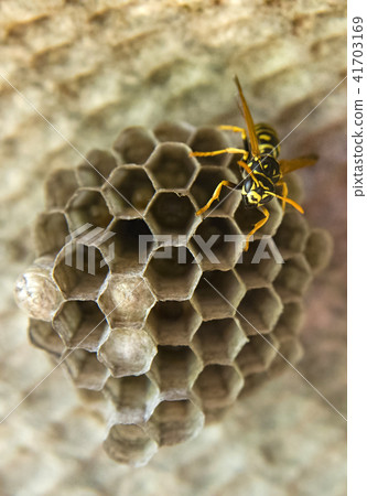 wasp wasp 41703169