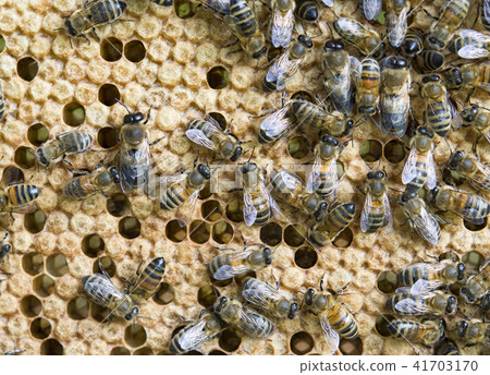 working bees working bees 41703170