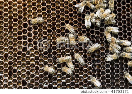 working bees working bees 41703171