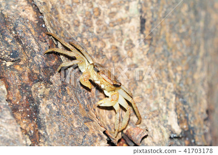 Crab living in the forest Crab living in the forest 41703178