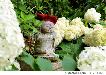 hydrangea hydrangea 41703468