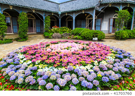 Nagasaki Hydrangea Festival, Glover Garden [Nagasaki City, Nagasaki Prefecture] 41703760