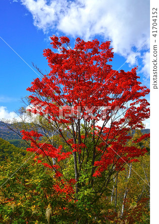 Norikura高地Ichinose花園“Maei no Ike”楓樹 41704152
