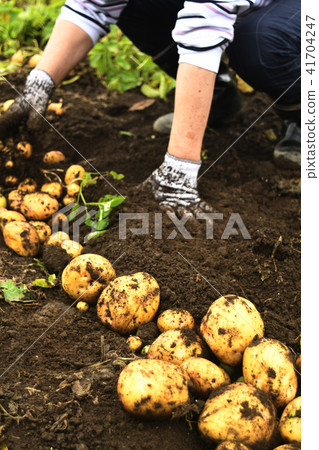 Potato Harvest Potato Potato Potato Potato Vegetable Farmer People Male Field Cultivation Vegetable Field 41704247