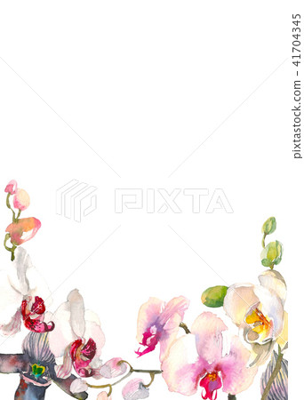 Hand drawn watercolor illustration of tender orchids branch background. Tropical flowers of Hawaii 41704345