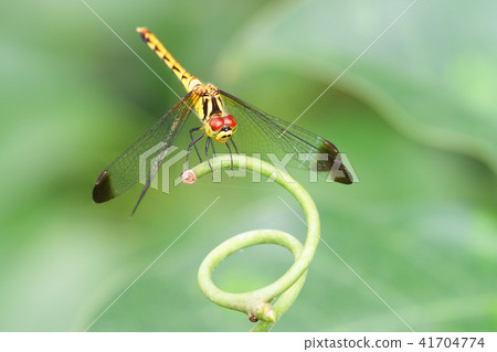 Mayutateakane (tsuma-type · female) Mayutateakane (tsuma-type · female) 41704774