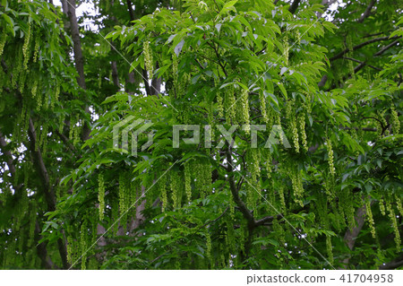 Female flower of Sawagurumi - Asakusadake Fukushima prefecture Tadami cho 41704958
