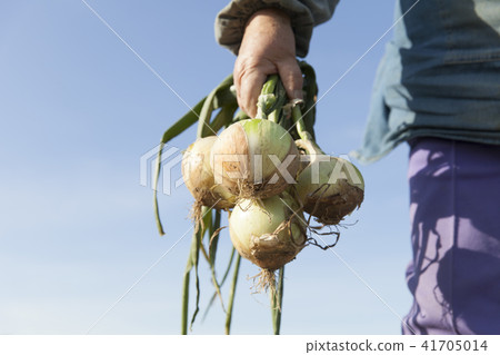 洋蔥收穫 洋蔥收穫 41705014