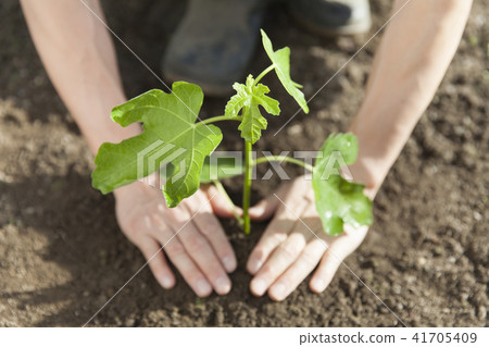 Afforestation 41705409