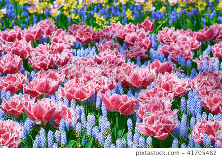 Fringed Tulips Flowerbed 41705482