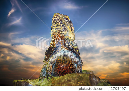 Guatemalan Spiny-tailed Iguana 41705497