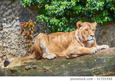 Lioness on Trunk Lioness on Trunk 41705498