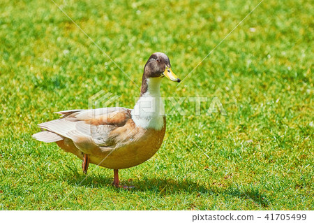 Duck on the Grass Duck on the Grass 41705499