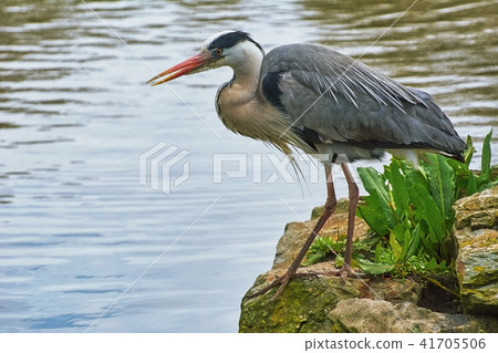 Heron on the Rock Heron on the Rock 41705506
