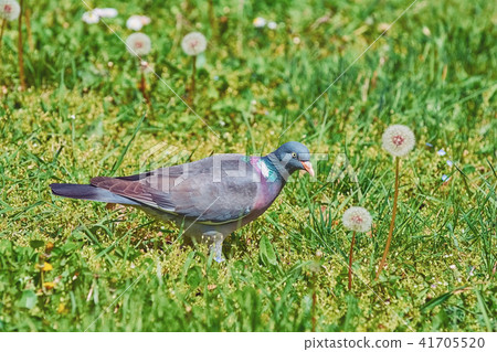 Common Wood Pigeon Common Wood Pigeon 41705520
