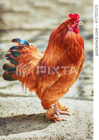 Brown Leghorn Rooster 41705521