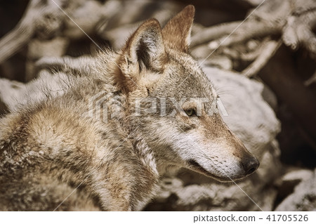 Portrait of Wolf Portrait of Wolf 41705526