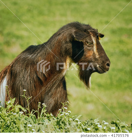 Portrait of Billy Goat Portrait of Billy Goat 41705576