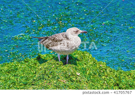 Birdling of Seagull Birdling of Seagull 41705767