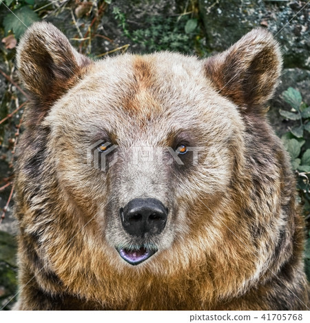 Portrait of the Bear Portrait of the Bear 41705768