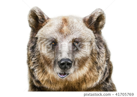 Portrait of the Bear 41705769