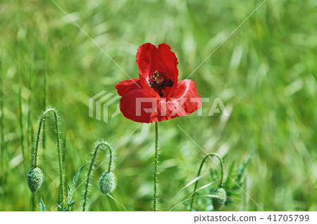 Red Poppy Flower 41705799