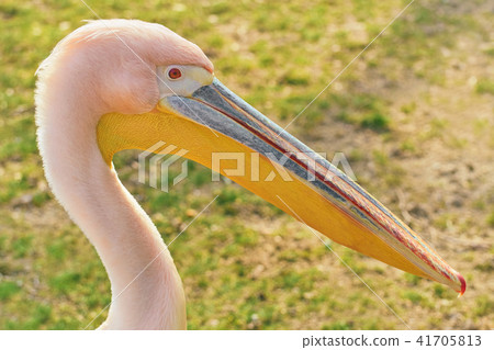 Portrait of Big Rosy Pelican 41705813