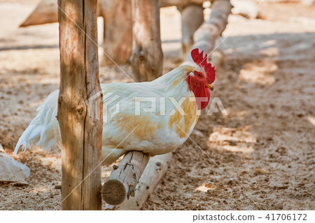 White Rooster on a Perch 41706172