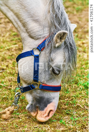 Portrait of Horse 41706174