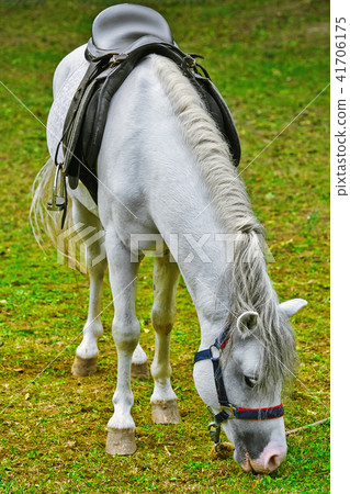 Saddled White Horse Saddled White Horse 41706175