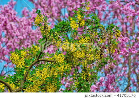 Common Laburnum Flowers Common Laburnum Flowers 41706176