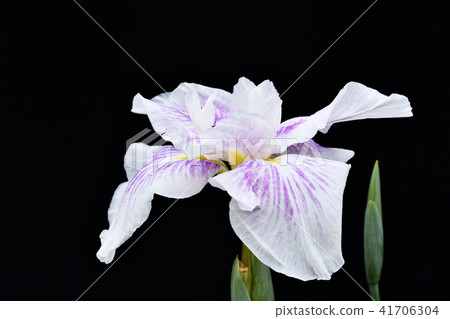 Black background irises Black background irises 41706304