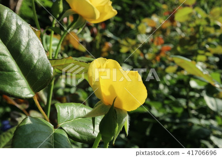 玫瑰 玫瑰 41706696