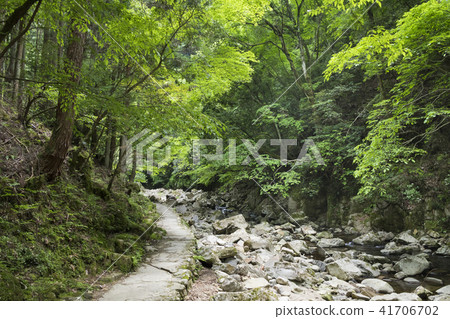 Red-eye valley of fresh green Red-eye valley of fresh green 41706702