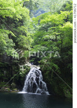 新鮮的綠色紅色眼睛Shikiaki瀑布千住瀑布 41706712