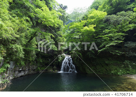 新鮮的綠色紅色眼睛Shikiaki瀑布千住瀑布 41706714