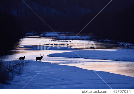 丹頂鶴棲息處出現的梅花鹿群(北海道) 丹頂鶴棲息處出現的梅花鹿群(北海道) 41707024