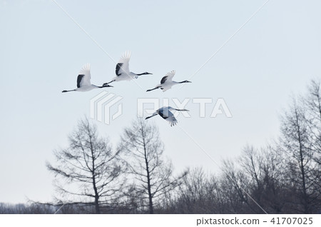 在藍天（北海道，Tsurui）飛行的起重機群 41707025