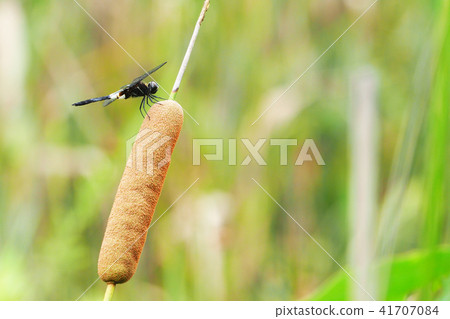 Epiloptera（雄性）和烏鴉的圓錐花序 41707084