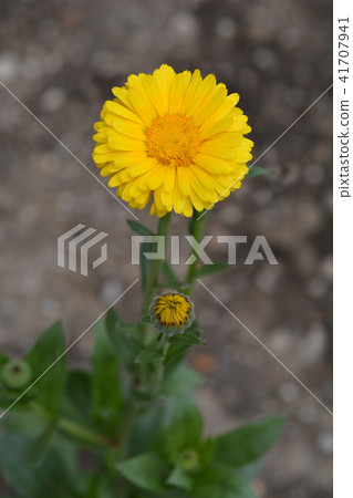 Common marigold Common marigold 41707941